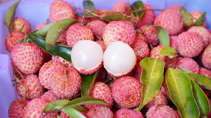 ���F(tu��n)����I(y��)ï����˾��(chu��ng)����֦��(gu��)�H����(y��ng)�ģʽ�����l(xi��ng)�����d